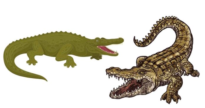 The difference between an alligator (left) and a crocodile?