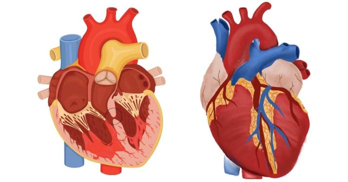 The structure and function of right atrium?