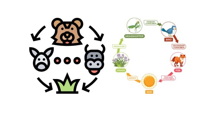 What Animal Is a Primary Consumer in the Food Chain?