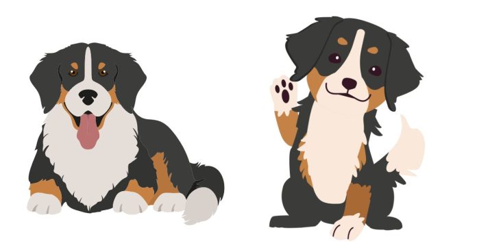 What Are Some Facts About The Bernese Mountain Dog Breed