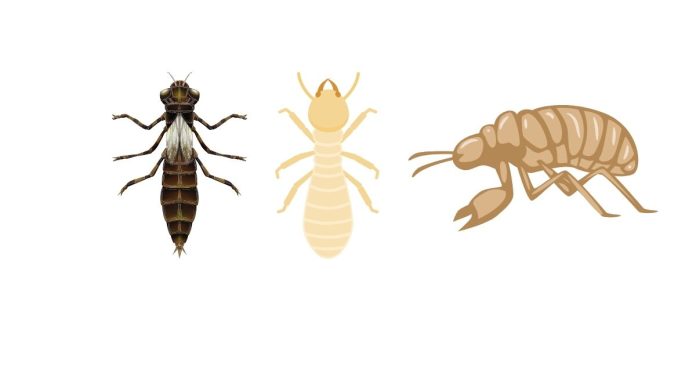 What Are the Differences Between Nymphs and Other Types of Insects?