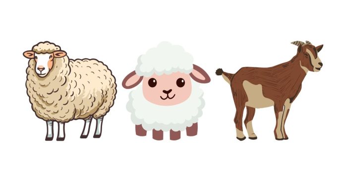 What Are the Differences Between Sheep, Lambs, Goats, and Rams?