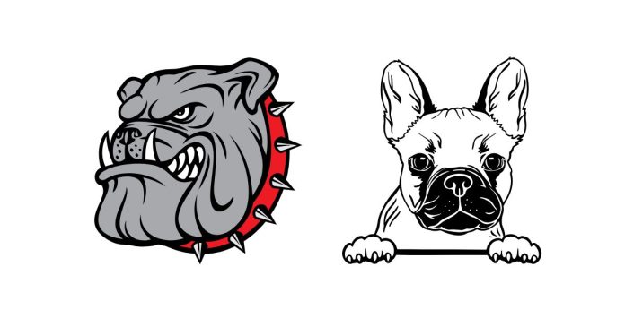 What Are the Differences Between a Bulldog and a French Bulldog?