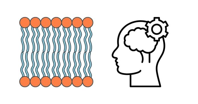 What Are the Functions of Lipids?