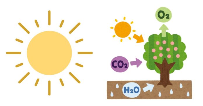 What Are the Three Things Needed for Photosynthesis?