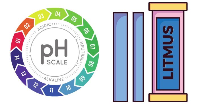 What Color Does Litmus Paper Turn in the Presence of Bases?