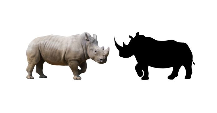 What Do Rhinos Eat and How Much Do They Weigh?