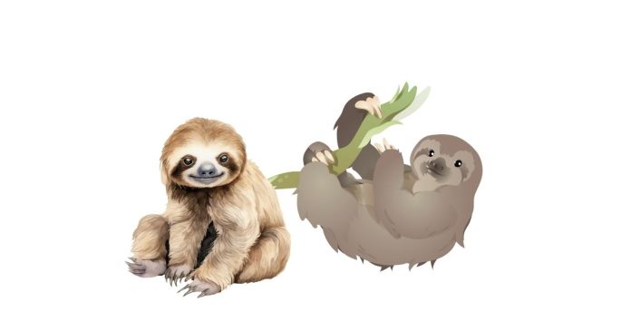 What Do Sloth Eat And Drink?