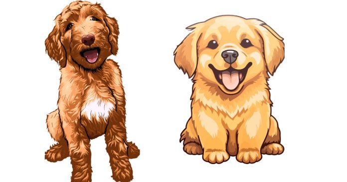 What Do You Think of Golden Mountain Dogs?