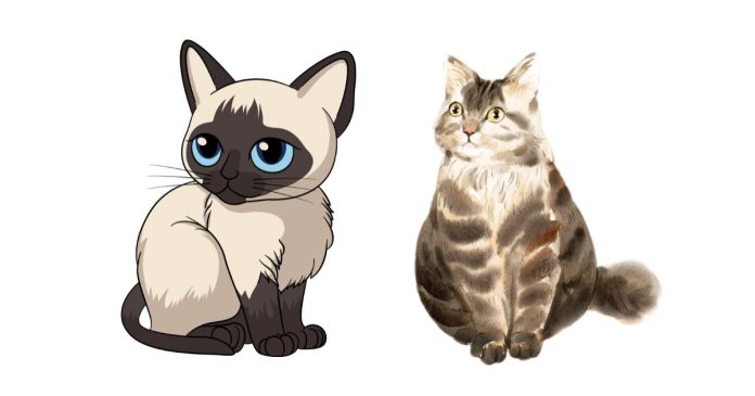 What Does a Siamese and Tabby Mix Look Like?