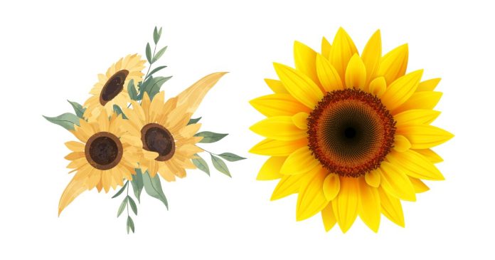 What Does a Sunflower Symbolize in a Sexual or Romantic Context?