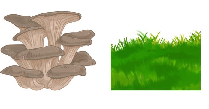 What Eats Fungi And Grass