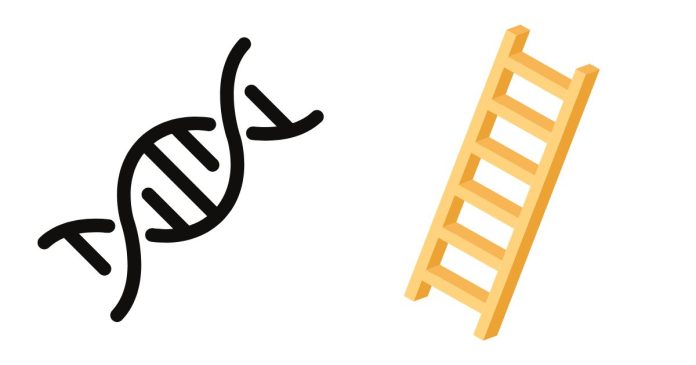 What Holds the Sides of the DNA Ladder Together?