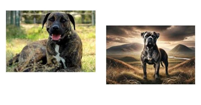 What Is Everyone's Opinion On The Cane Corso Pit Bull Mix?