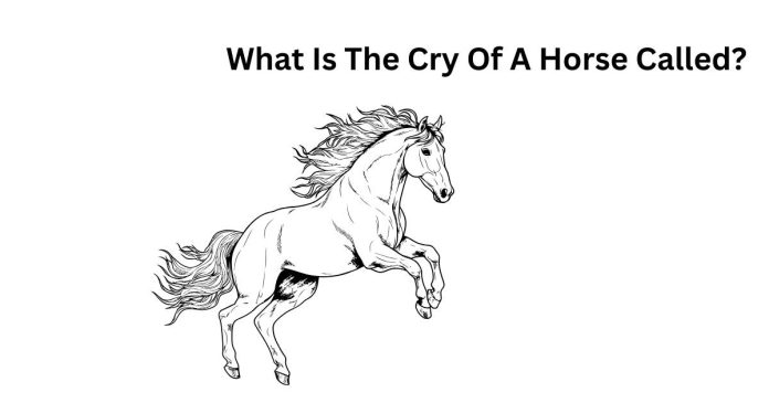 What Is The Cry Of A Horse Called?