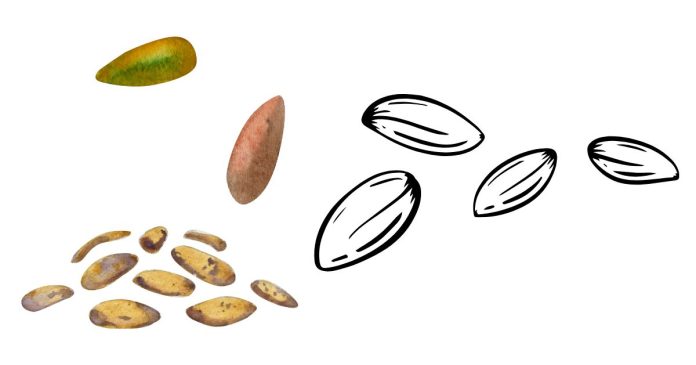 What Is The Difference Between A Pip And A Seed