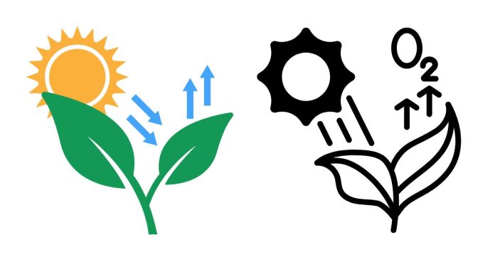 What Is the Product of Photosynthesis That Plant Makes?