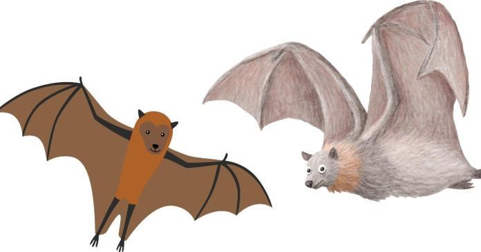 What Is a Group of Flying Foxes Called