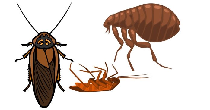 What Is the Average Cost of Hiring a Roach and Flea Exterminator?