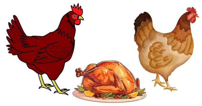 What Is the Difference Between 'Chicken' and 'Hen' Meat