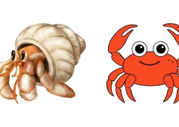 What Is the Difference Between Snow Crab, Queen Crab, and Other Crab Varieties?