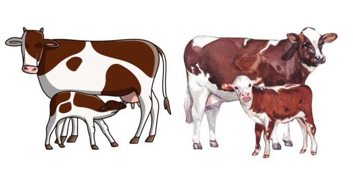 What Is the Gestation Period for a Cow to Have a Calf?