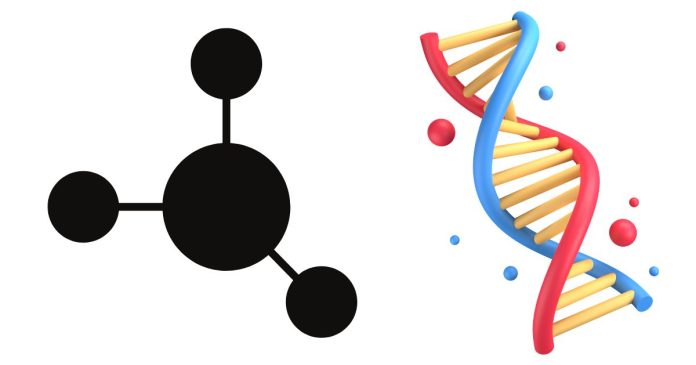 What Is the Shape of the DNA Molecule?