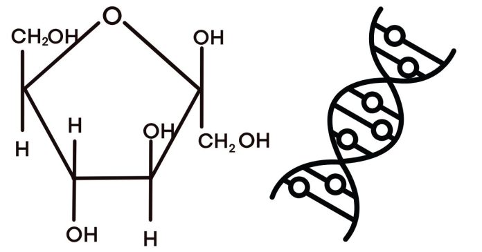 What are the monomers of a carbohydrate?