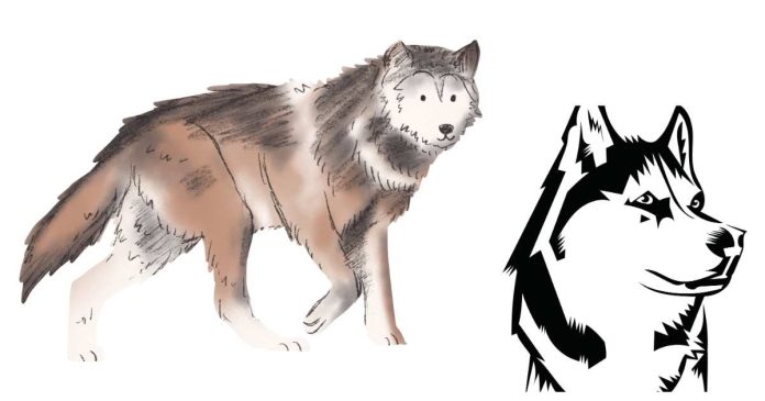 What are wolf husky hybrids?