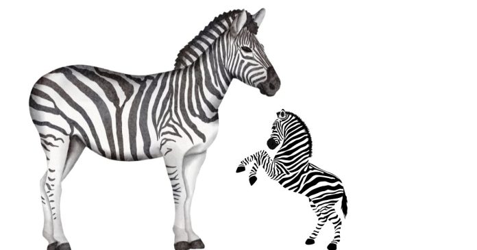 What are Zebras Height and Length?