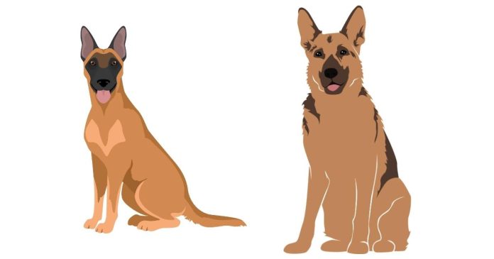 What breeds make up a Belgian Malinois?