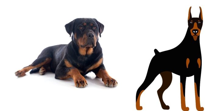 What does a Doberman-Rottweiler mix look like?