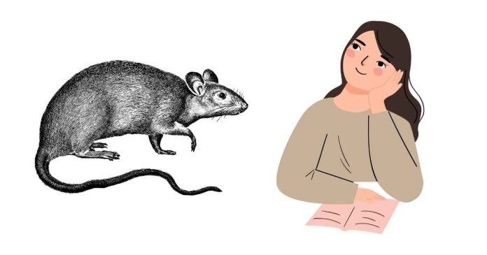 What does it mean when you dream about rats?