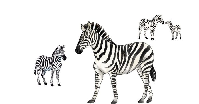 What Height do Zebras Grow to?