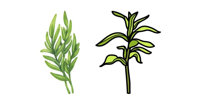 What is the Best Substitute for Tarragon?