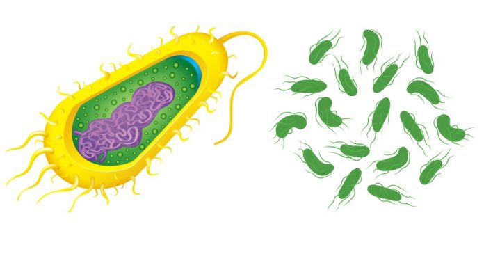 What is the Cell Number in the Archaebacteria Kingdom?