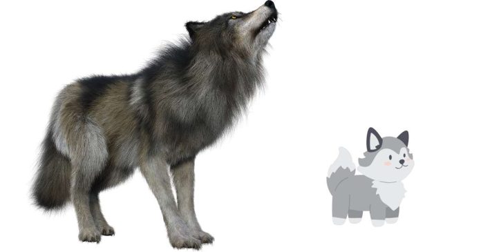 What Is The Average Height Of A Gray Wolf?