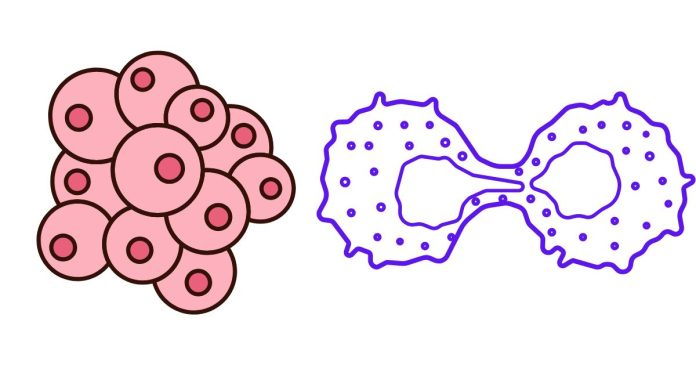 What is the process of mitosis in a tissue culture of cancer cells?