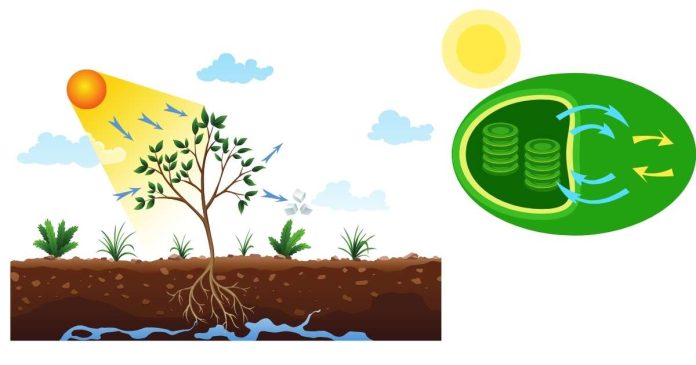 What products are created by the process of photosynthesis?