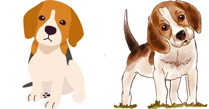 What Should I Know Before Getting a Beagle Puppy?