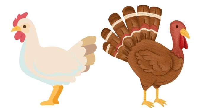 What's The Difference Between Turkey And Chicken?