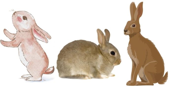 What's the Difference Between a Rabbit, Bunny, and a Hare