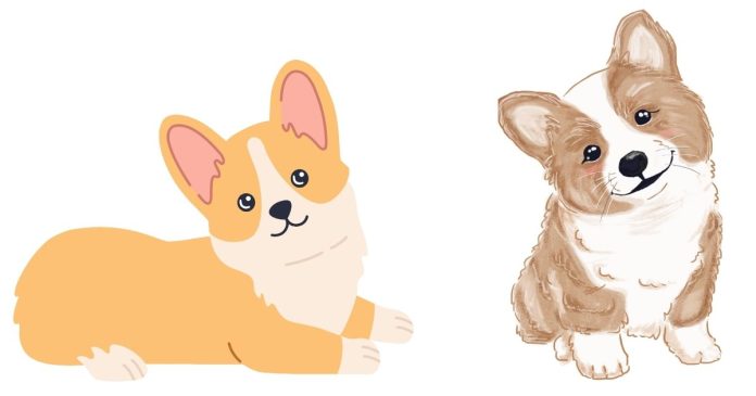 Where Can I Find Trusted Corgi Breeders