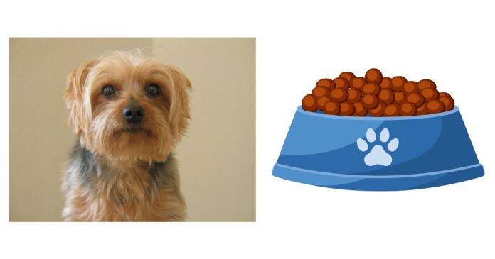 What Dog Food Are You All Feeding Your Yorkie?