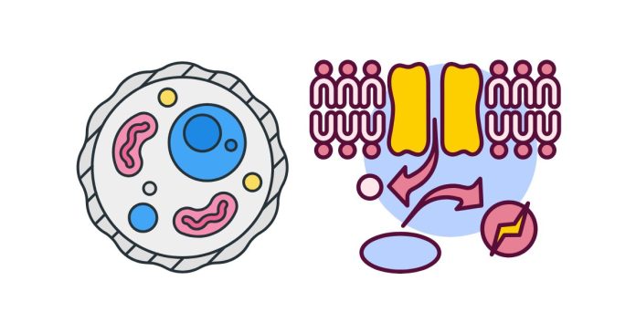 Where Does Respiration Occur in the Cell?