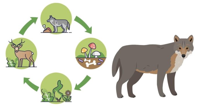 Where are wolves on the food chain?