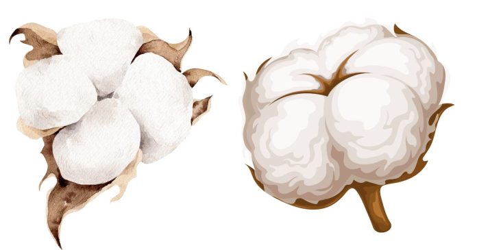 Where cotton come from?