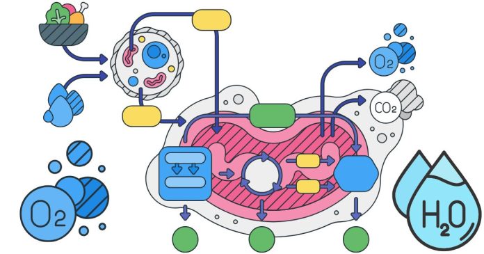 Where does cellular respiration occur in a cell?