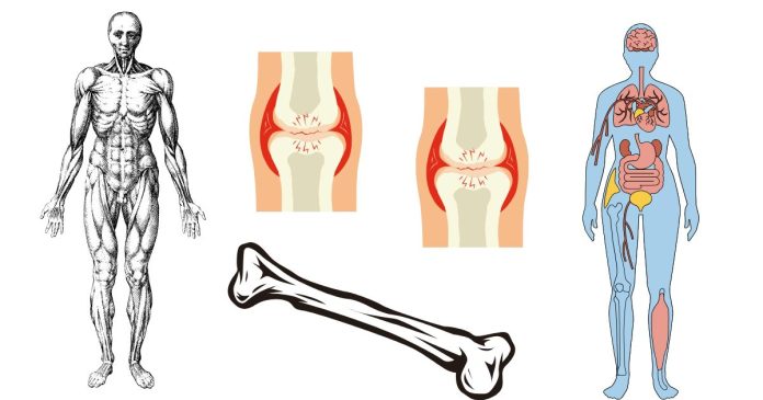 Where is the wishbone placed in the human body?