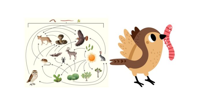 Who Eats Birds in the Food Chain?